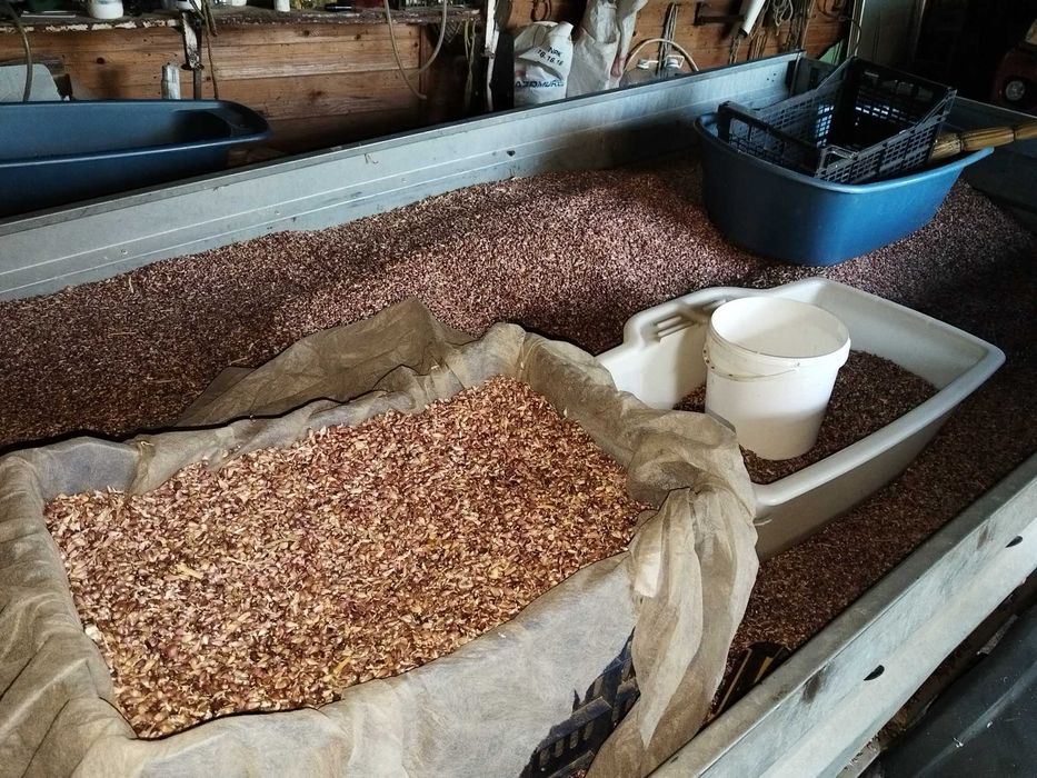 Sămânță de usturoi baib-aerian