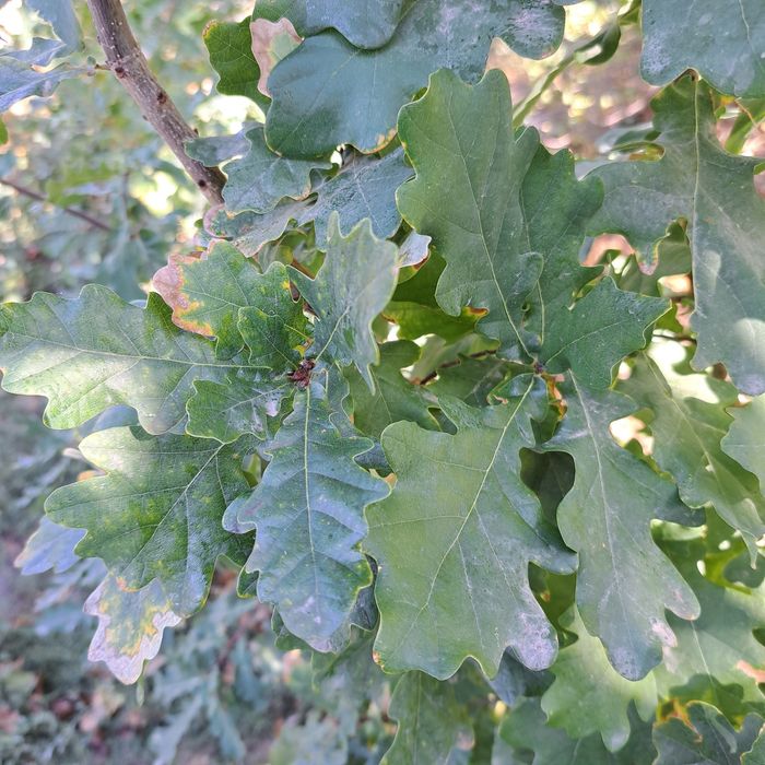 Продам саженцы дуба