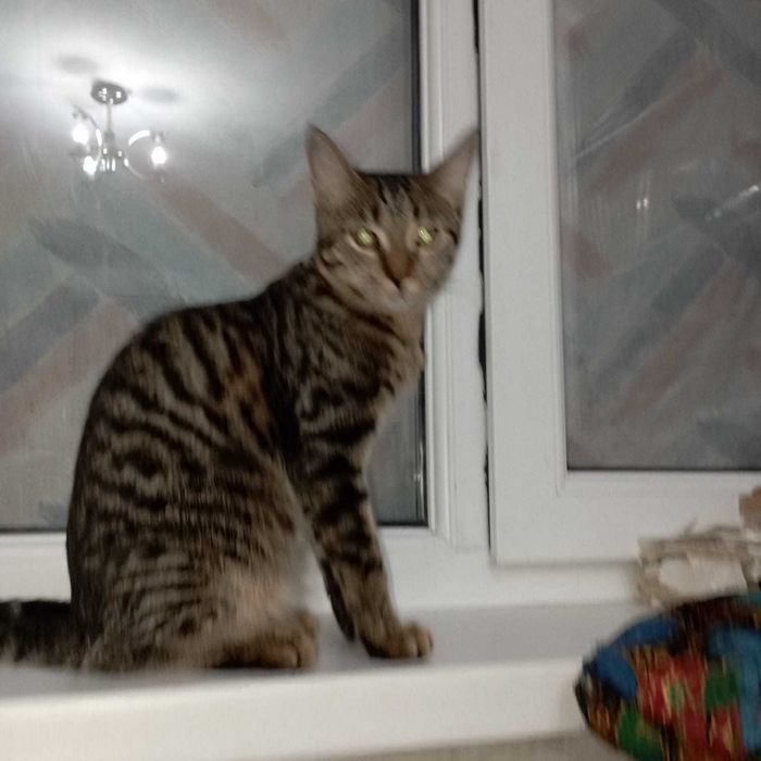 Котята-мальчишки