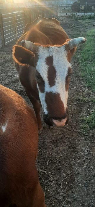 Сиыр  6 жасар срочно!