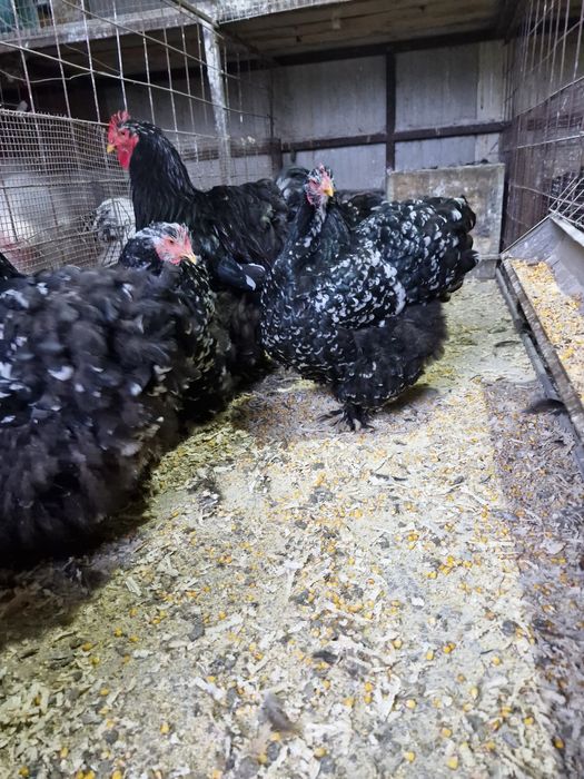 Păsări de rasă cochinchina bobat