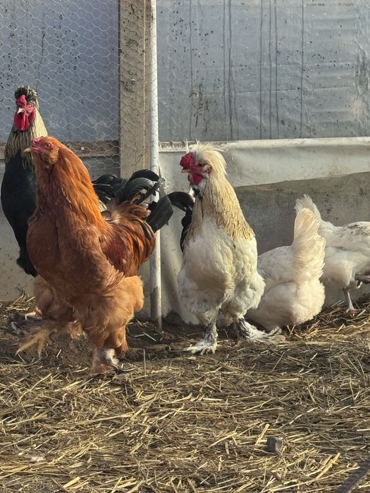 Cocos motat, barbos si pintenat