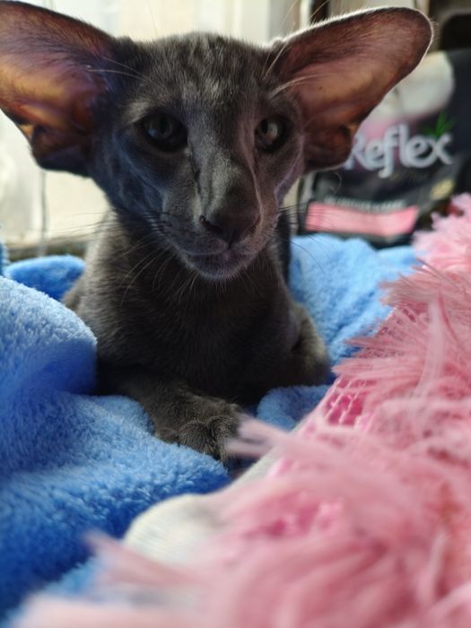 Ориентальные котята экстрим