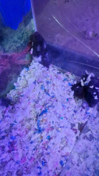 Хомяк сирийский продам