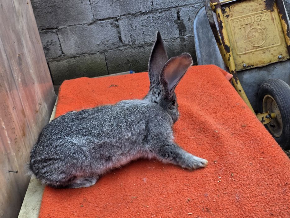 Mascul si femelă  Uriaș German Chinchila