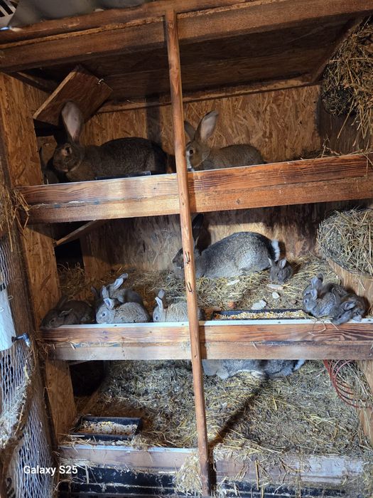 Vând iepuri Uriaș German Gri