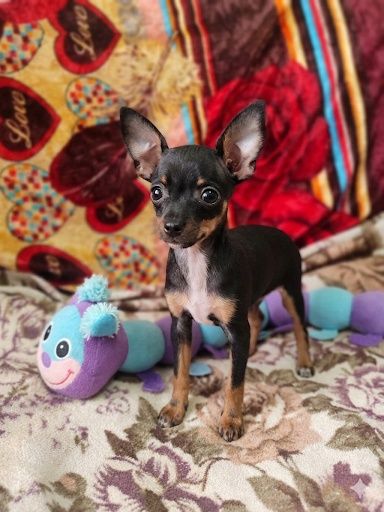 Продам щенка той терьер мини