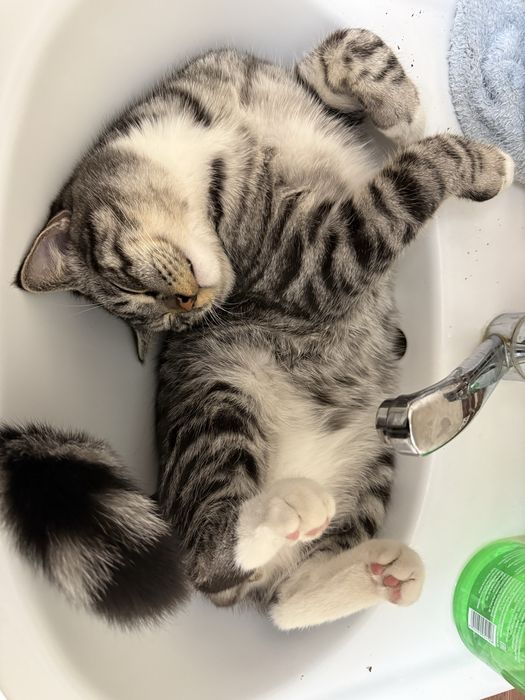 Отдаем кота в хорошие руки