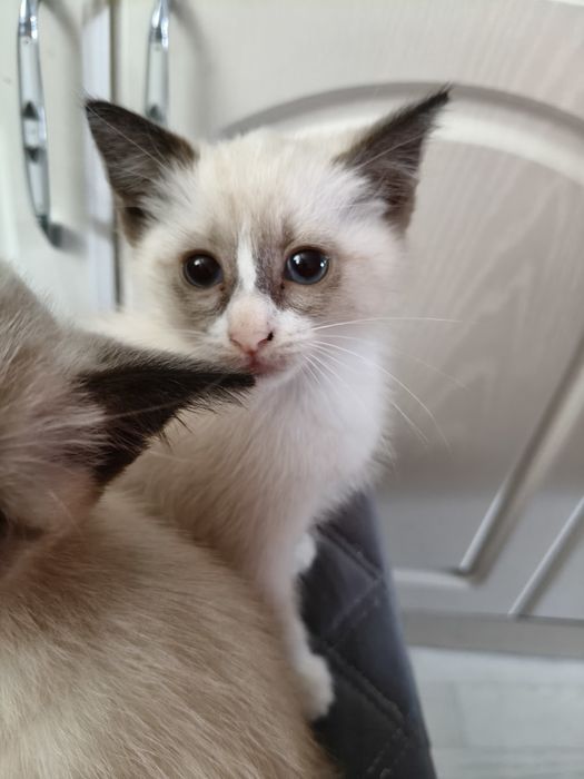 Отдам котят бесплатно