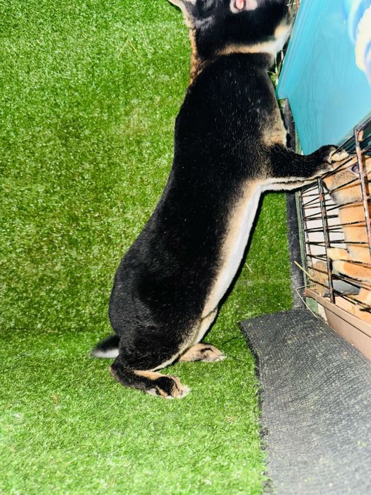 Кролик рекс разных окрасов