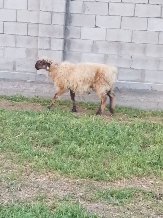 Продам токты и марка