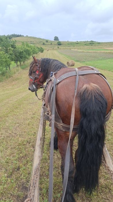 Armăsar de vânzare