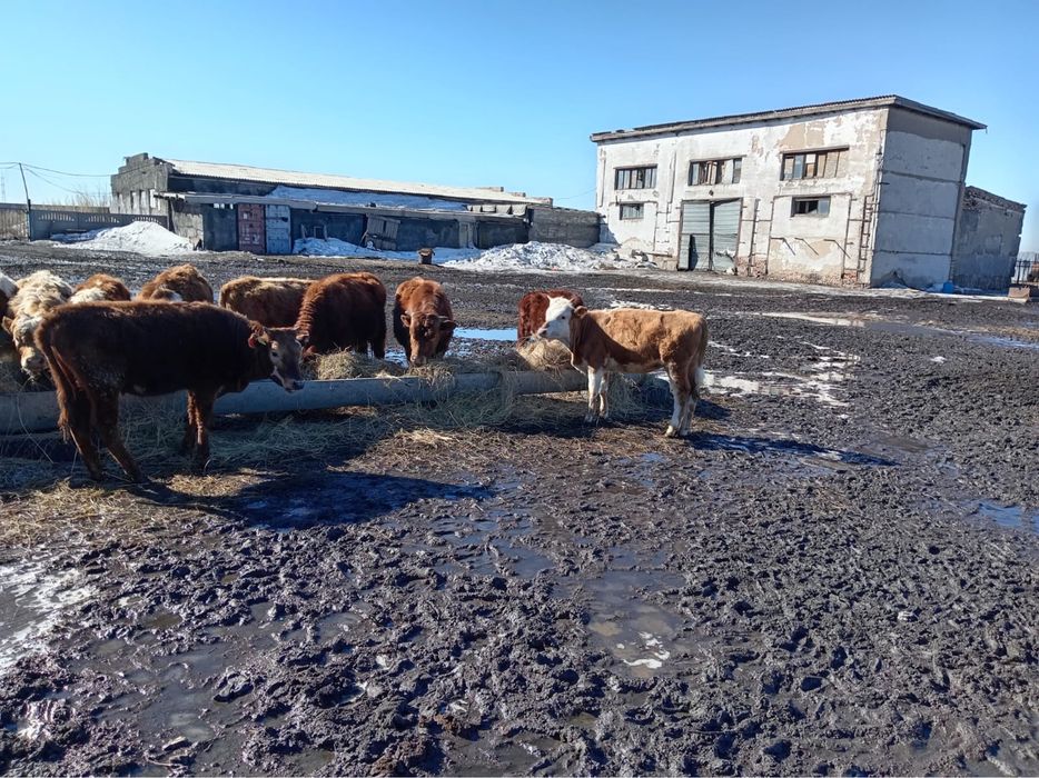 Продаются телята от 10 месяцев до 1,2 года.