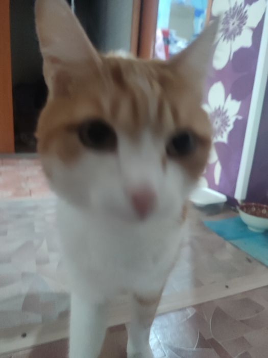 Отдам кота в хорошие руки