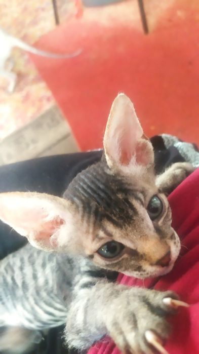 Самые милые котята