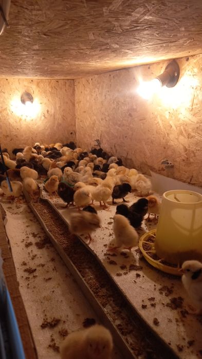 Балапандар сатылады