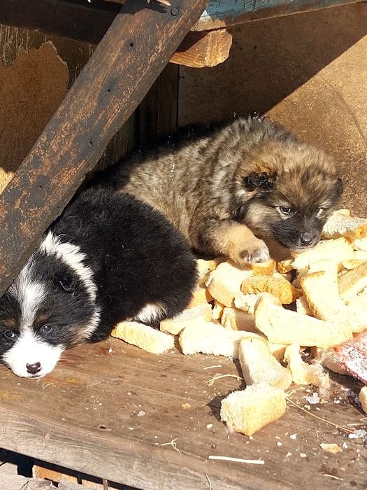 Отдам щенков в добрые руки