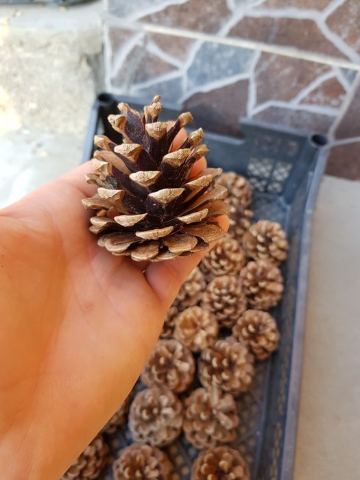 Conuri de pin mari si mici