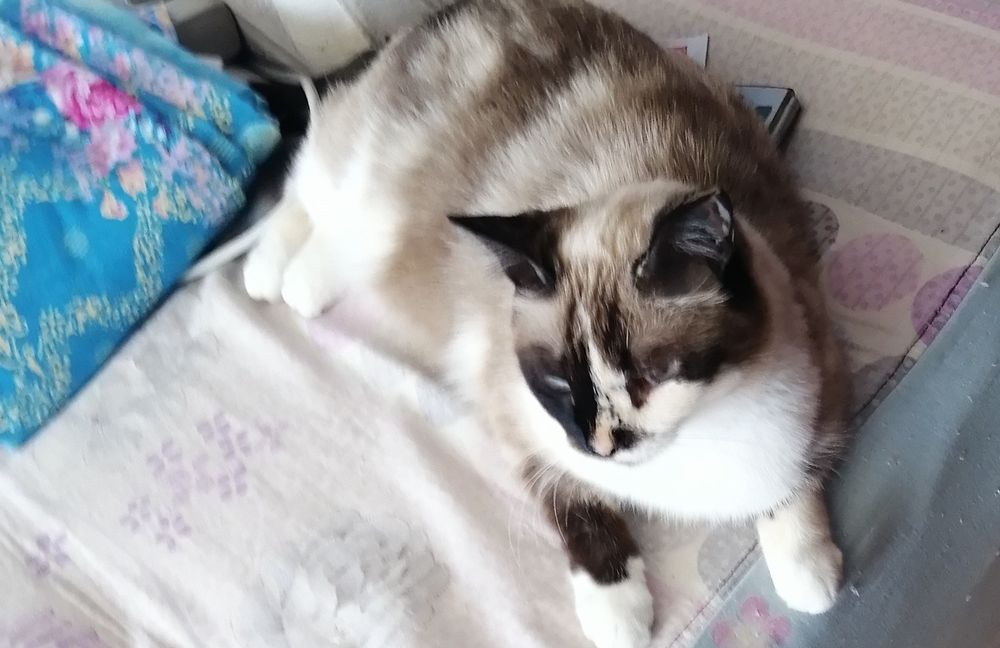 Апрелька, кошечка стерилизованная