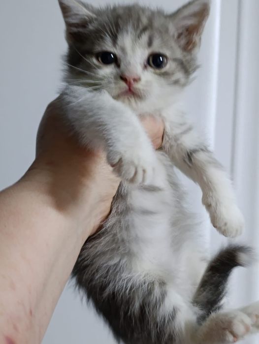 Ищем дом для спасённых малышей.