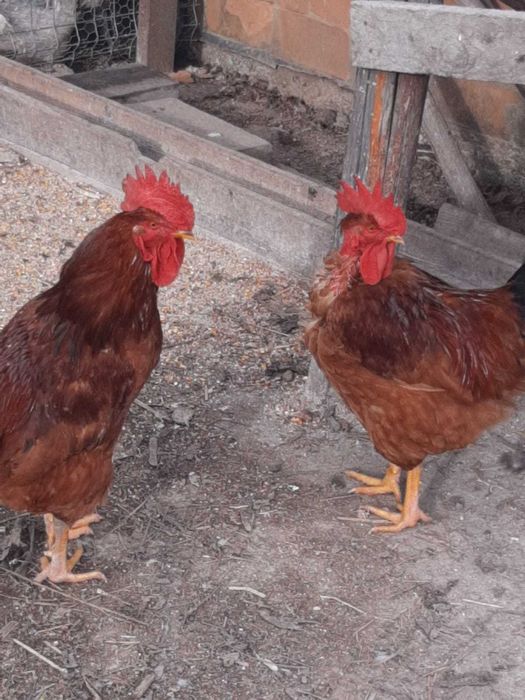 Cocoși de curte tineri frumoși