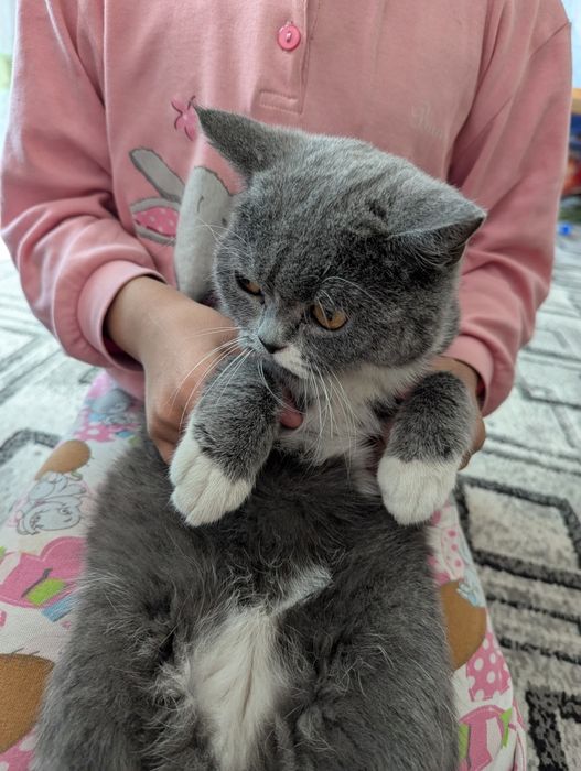 Кошка порода скотиш фолд