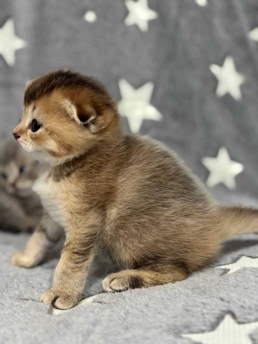 драгоценные шиншиллы котята