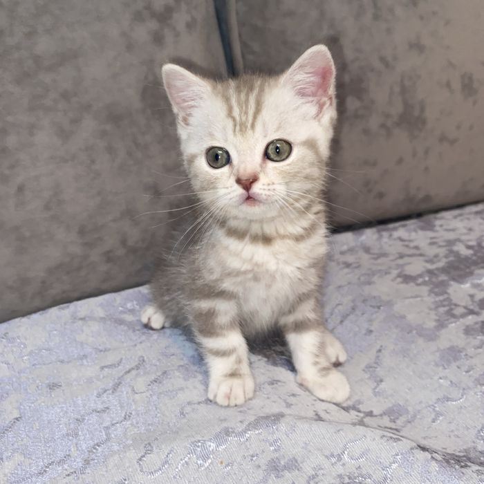 Шотландская скоттиш страйт
