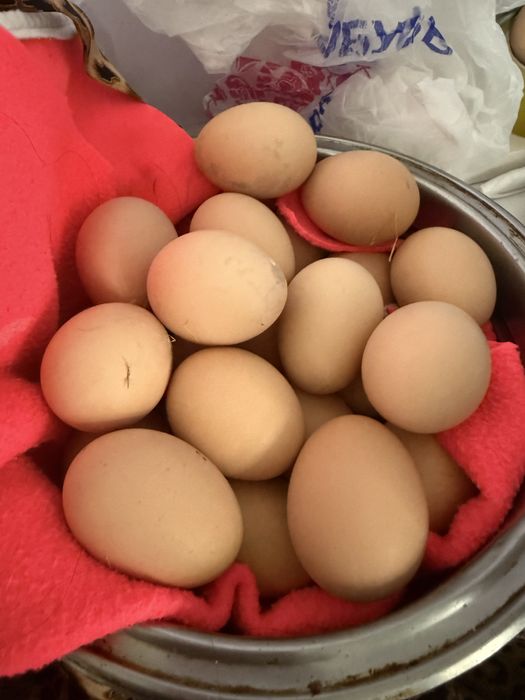 Тоза брама товук тухумлари