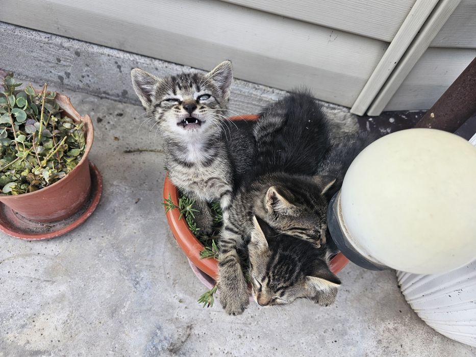 Dau 5 pui de pisica spre adoptie, 2 baieti si 3 fefe