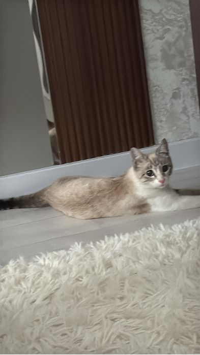 Тайская кошка ищет семью