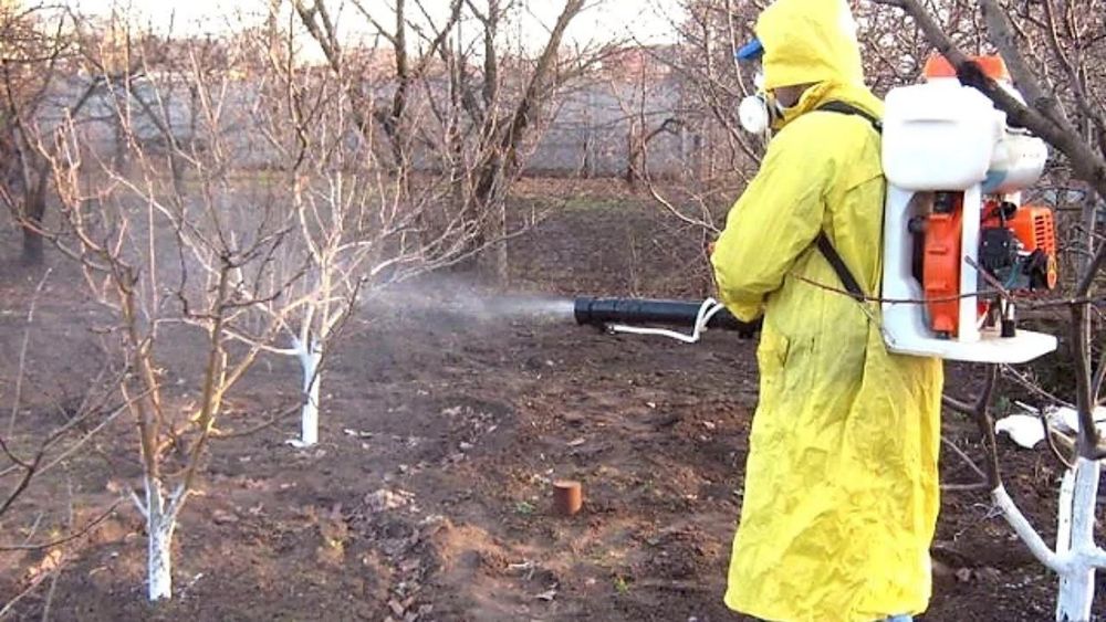 Богбон Дори сепиш Ширага карши. Обработка санитарный обрезка деревьев