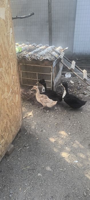 Schimb cu grâu  3 rațe și 1 rățoi românesti Oporelu olt locația sunt toate de anu trecut 50 lei bucata