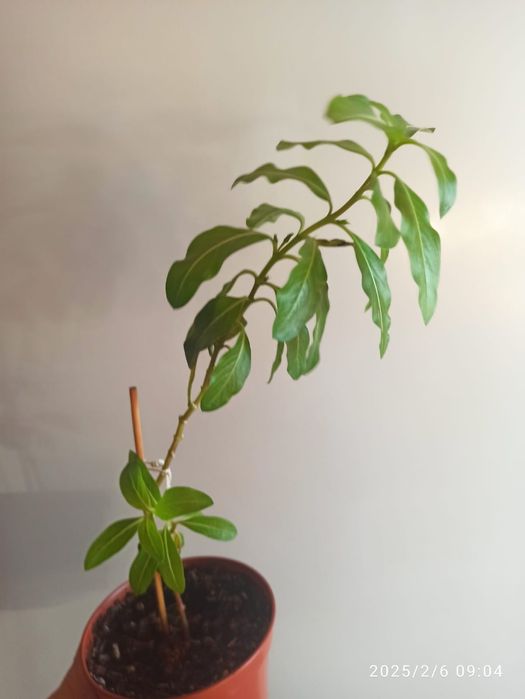 Продам комнатные растения