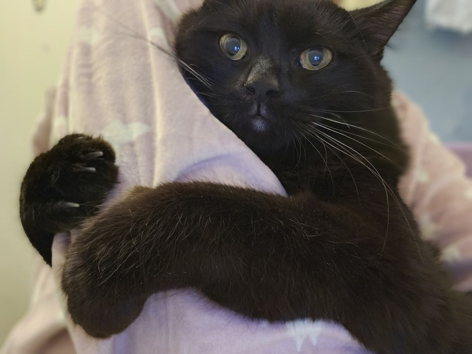 Отдам в хорошие руки Мурзик