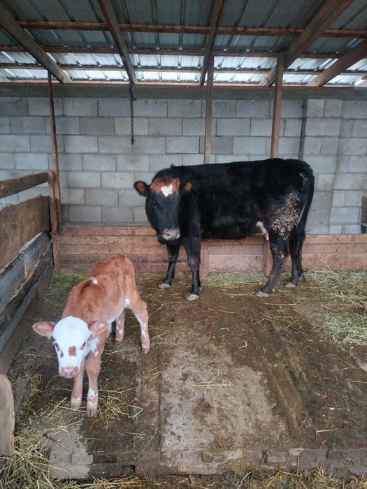 Корова с телёнком