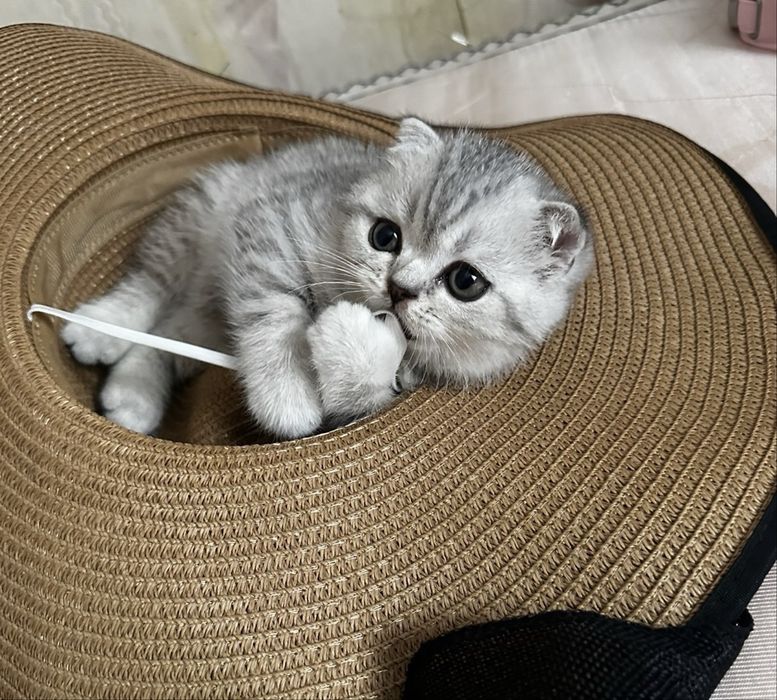 Продам шотладских котят