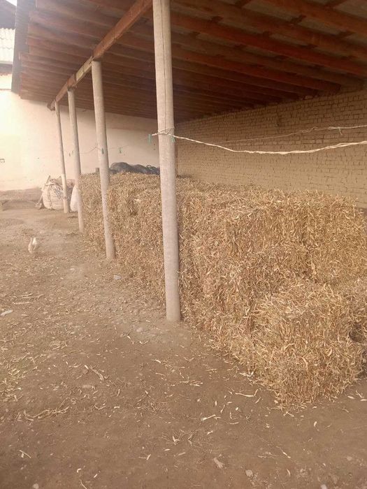 Pres bor bekobod tumani dvz 1.2