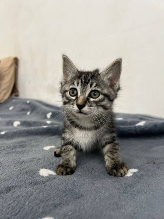 Котята 3 месяца, лоток+, кушают все