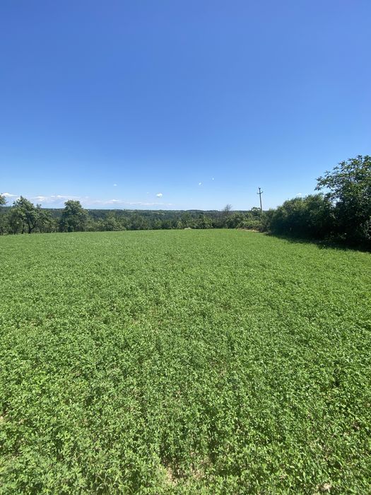 Proprietar, Vand teren intravilan 16600 mp, parcelabil, Comuna Cocu, Arges