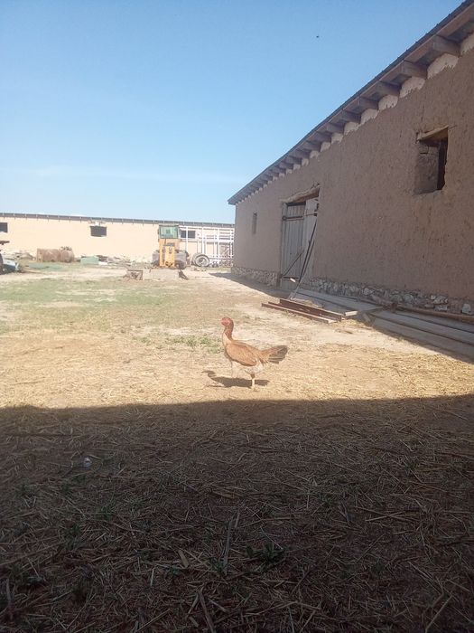 Дакан тауық сатылады