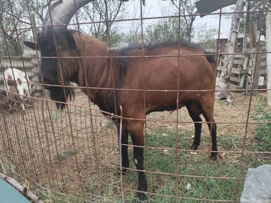 Vând schimb țap alpin francez
