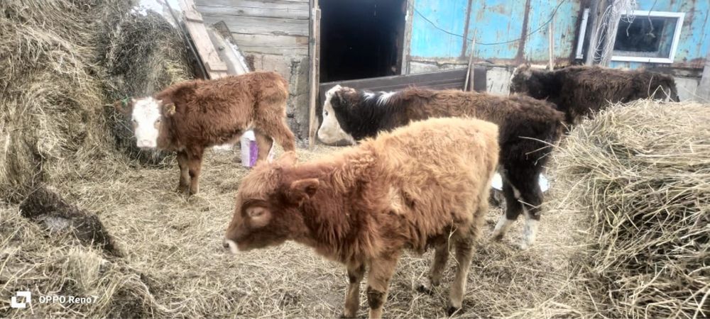 Продаются телята 7 месяцев