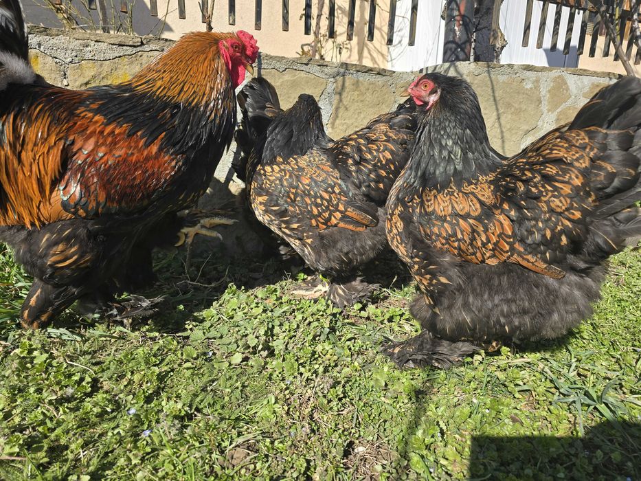 Продавам разплодни яйца от Златно кантирана Брама [Gold Laced Brahma]