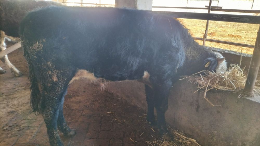 Продам породистых бычков