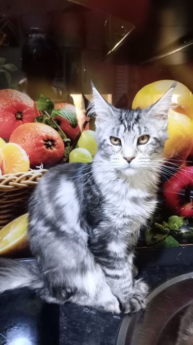 Мейн кун. Котята.