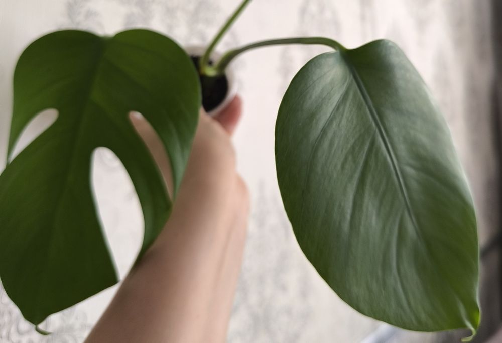 Монстера. Комнатные цветы.