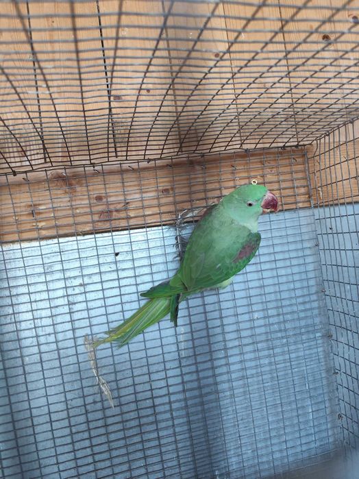 Micul și Marele Alexandru