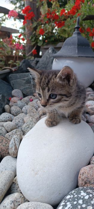 Котята в Добрые и Надёжные руки !