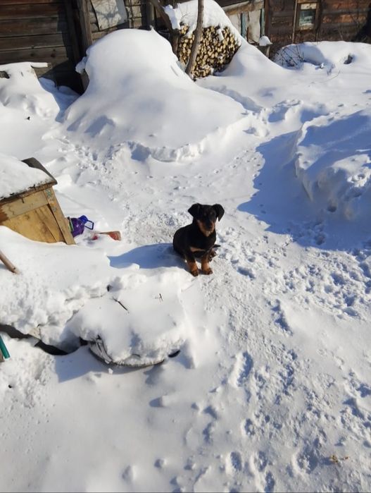 Отдам собачек,два мальчика